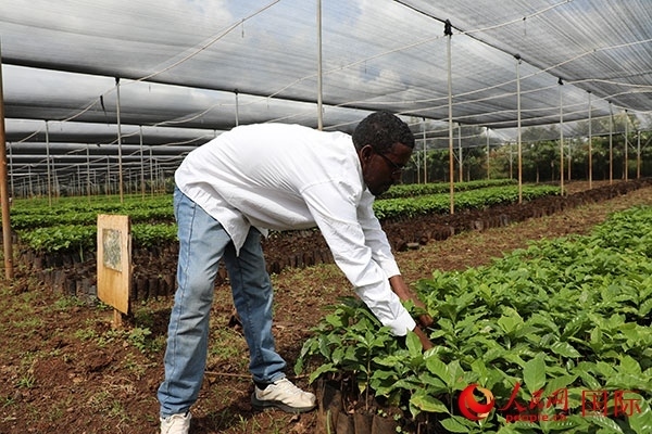 農(nóng)場(chǎng)協(xié)調(diào)員艾哈邁德·耶曼正在檢查咖啡幼苗。人民網(wǎng)記者 沈小曉攝