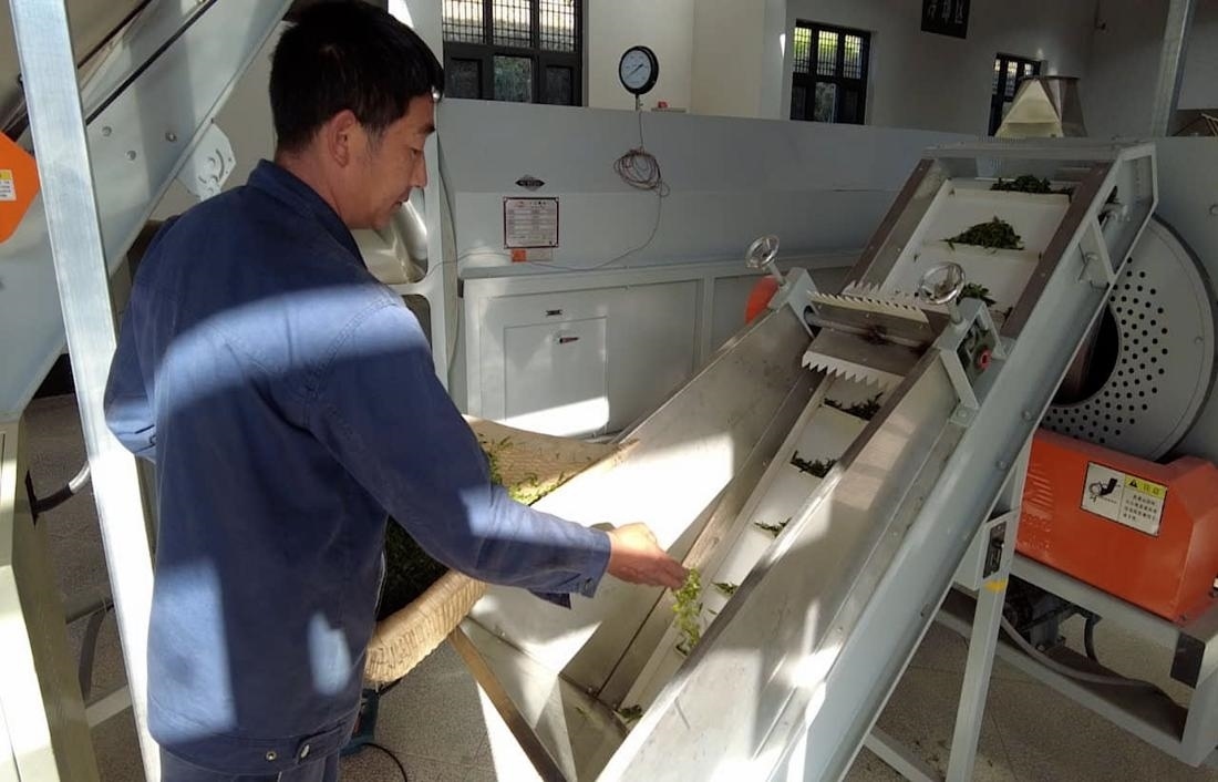  茶廠工人正在查看茶青質(zhì)量。 受訪者供圖