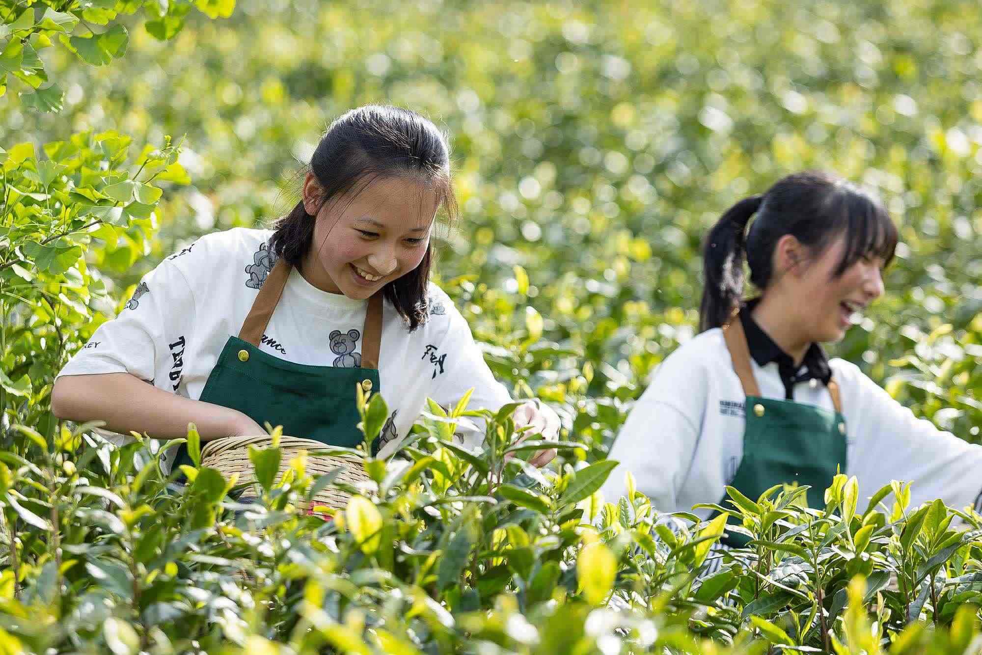 浙江安吉，游客在茶園里體驗采茶
