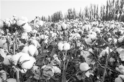 圖為新疆阿克蘇棉田。新研究揭示了GhEXL3基因調(diào)控棉纖維伸長的分子機制，為棉纖維品質(zhì)遺傳改良提供了重要理論依據(jù)。視覺中國供圖