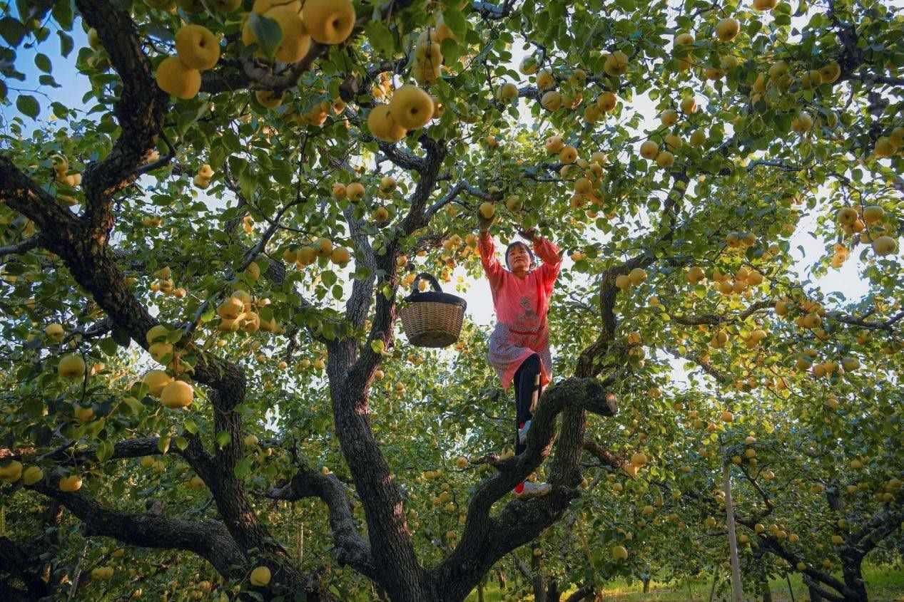 2024年10月4日，安徽省宿州市碭山縣程莊鎮(zhèn)衡樓村百年老梨園里，梨農(nóng)在忙著采摘酥梨。來(lái)源:人民圖片