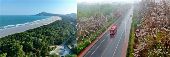 拼版照片：左圖為位于東山縣金鑾灣沿岸的木麻黃防護(hù)林帶（無(wú)人機(jī)照片，新華社記者 姜克紅 攝）；右圖為2021年4月20日在蘭考縣焦裕祿干部學(xué)院附近拍攝的泡桐花（無(wú)人機(jī)照片，新華社記者 郝源 攝）。