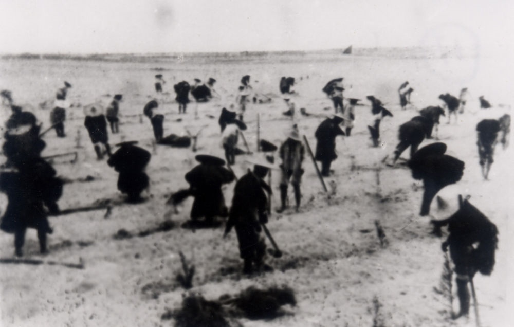 上世紀(jì)東山百姓在沙灘造林（資料照片）。