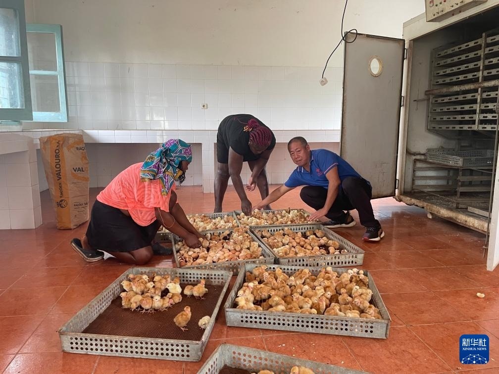 中國援圣普農(nóng)牧業(yè)技術(shù)項(xiàng)目組專家在圣多美和普林西比家禽繁育中心指導(dǎo)雛雞人工孵化技術(shù)（2024年10月8日攝）。新華社發(fā)（中國援圣普農(nóng)技組供圖）