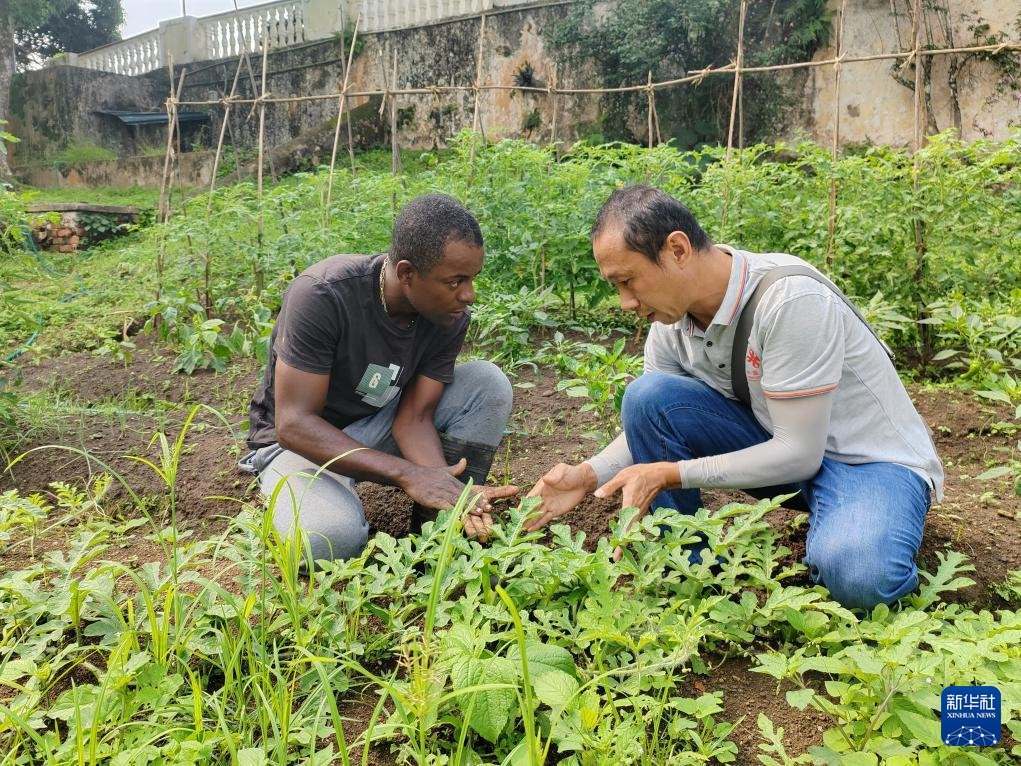 中國援圣普農(nóng)牧業(yè)技術(shù)項(xiàng)目組專家彭杰（右）在圣多美和普林西比的梅佐希大區(qū)指導(dǎo)蔬菜種植戶改善田間管理技術(shù)（2024年1月25日攝）。新華社發(fā)（中國援圣普農(nóng)技組供圖）
