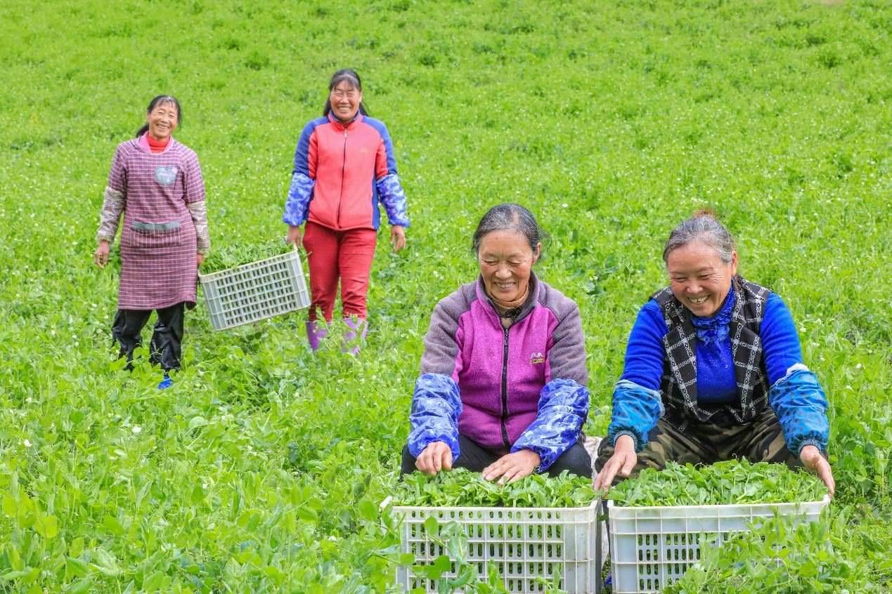 在四川省阿壩藏族羌族自治州馬爾康市馬爾康鎮(zhèn)納足村，當季蔬菜喜獲豐收，群眾正在忙著采收、裝箱供應市場。來源：人民圖片