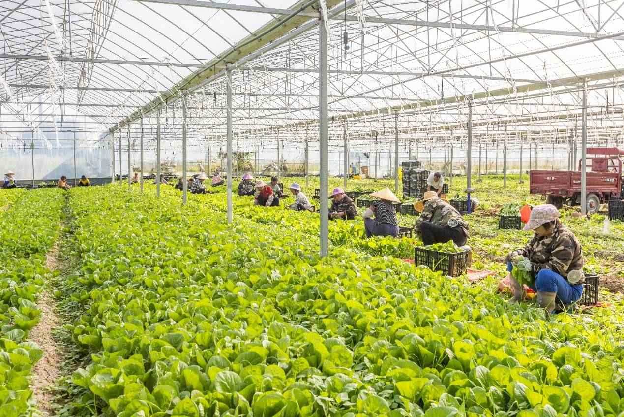 2024年10月8日，在廣西梧州市蒙山縣文圩鎮(zhèn)大明村一個大棚蔬菜基地內，民工在采摘、包裝包心菜，準備運銷外地。來源：人民圖片