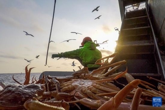 這是俄羅斯蟹業(yè)集團工作人員進行遠洋捕撈的資料照片。新華社發(fā)（俄羅斯蟹業(yè)集團供圖）