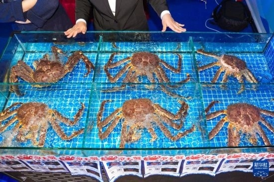 這是9月19日拍攝的吉林省琿春市一商家所售賣的帝王蟹。新華社記者 許暢 攝