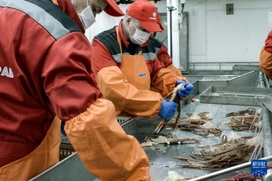 俄羅斯蟹業(yè)集團的工作人員在生產(chǎn)線上加工產(chǎn)品（資料照片）。新華社發(fā)（俄羅斯蟹業(yè)集團供圖）