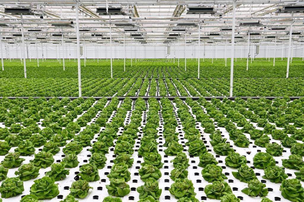 10月26日，楊凌智慧農(nóng)業(yè)示范園智慧溫室內(nèi)通過無土栽培技術(shù)種植的蔬菜。新華社記者 鄒競一 攝