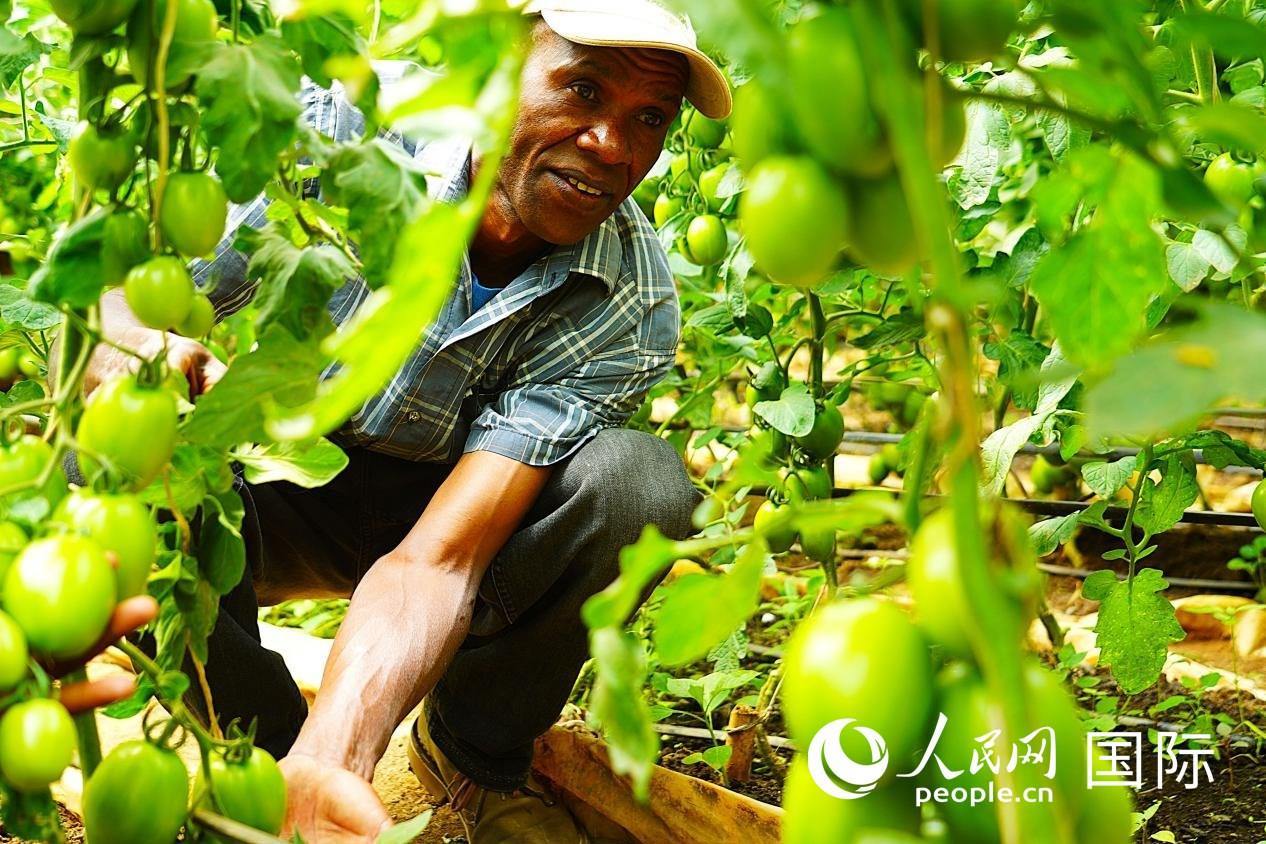 肯尼亞納庫(kù)魯郡，當(dāng)?shù)剞r(nóng)民喬納·卡蘭賈家的溫室大棚里，番茄長(zhǎng)勢(shì)喜人。人民網(wǎng)記者 黃煒鑫攝