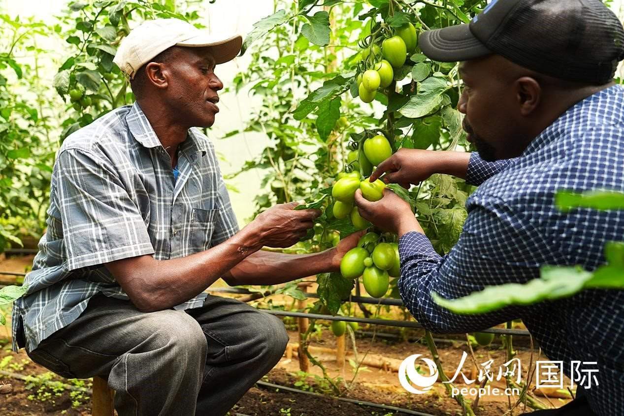 肯尼亞納庫(kù)魯郡，埃格頓大學(xué)園藝學(xué)專(zhuān)家史蒂芬·吉藤古在溫室大棚里指導(dǎo)當(dāng)?shù)剞r(nóng)民喬納·卡蘭賈種植番茄。人民網(wǎng)記者 黃煒鑫攝
