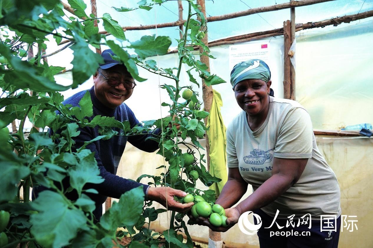 肯尼亞納庫(kù)魯郡，南京農(nóng)業(yè)大學(xué)援非專(zhuān)家劉高瓊和當(dāng)?shù)剞r(nóng)民瑪麗·姆旺吉在溫室大棚里查看番茄種植情況。人民網(wǎng)記者 黃煒鑫攝