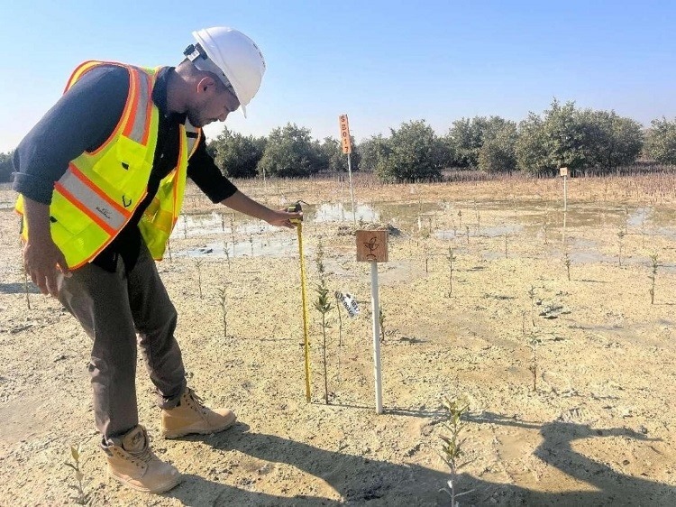 工作人員在監(jiān)測紅樹苗生長情況。中國土木供圖