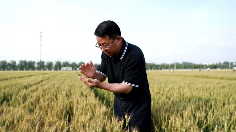 張福鎖在曲周查看小麥長勢。受訪者供圖