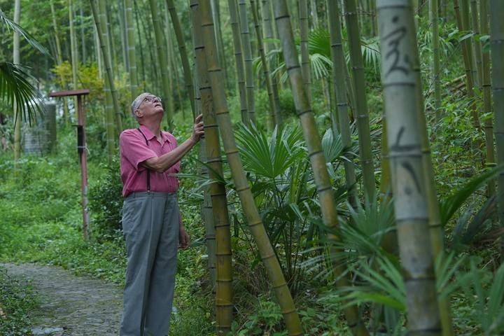 奈斯在莫干山的竹林里散步。