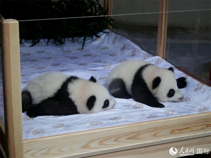 柏林動(dòng)物園的明星“夢(mèng)好”與“夢(mèng)甜”。人民網(wǎng) 肖晶攝