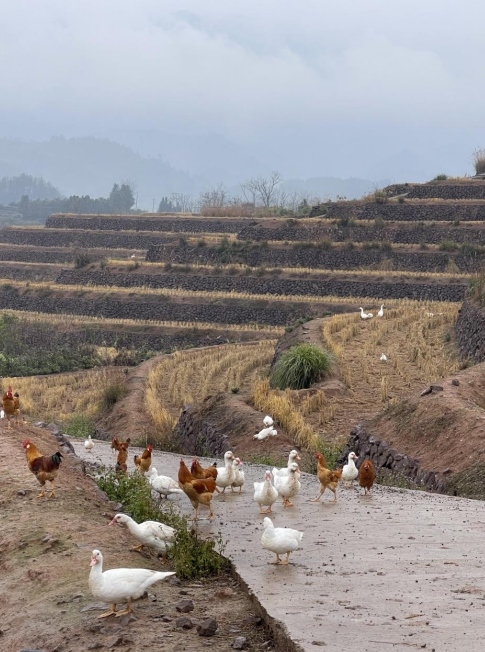 樨鄉(xiāng)記生態(tài)農(nóng)莊一隅。劉軍國(guó)攝