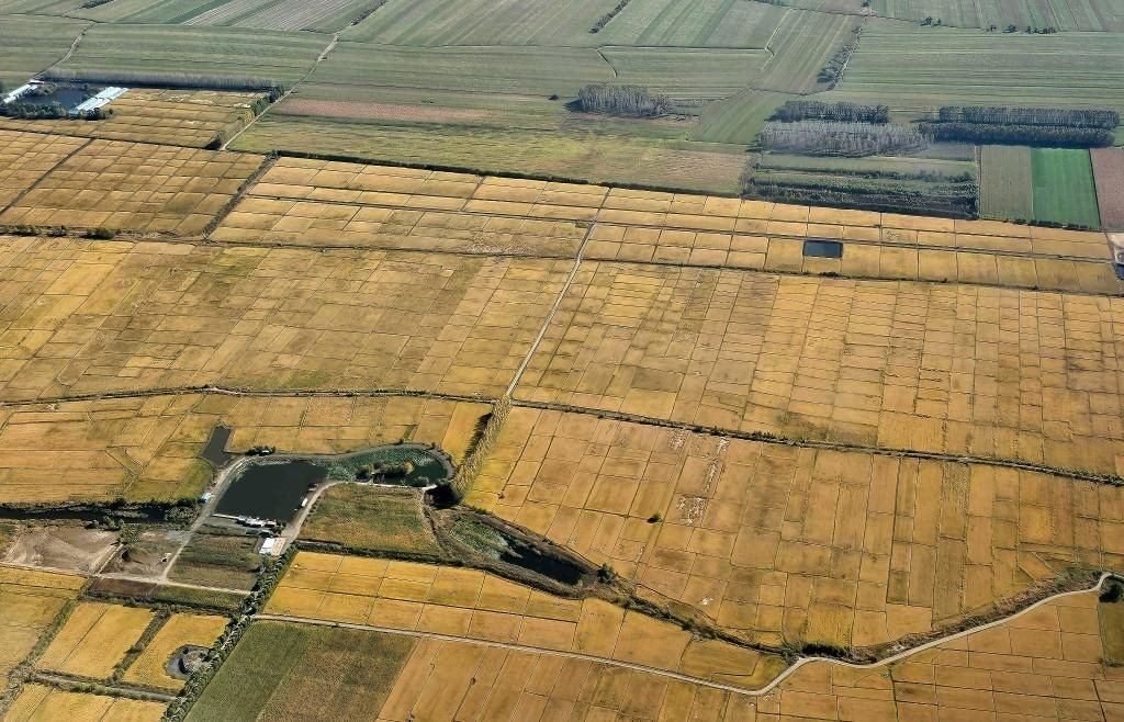 俯瞰黑龍江省哈爾濱市一處稻田（10月2日攝，無人機(jī)照片）。新華社記者 孫曉宇 攝