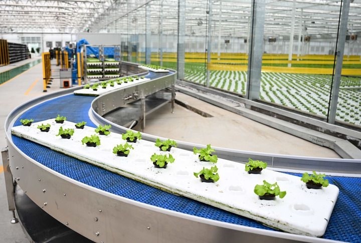 2024年12月12日在內(nèi)蒙古鄂爾多斯市達(dá)拉特旗內(nèi)蒙古現(xiàn)代數(shù)字農(nóng)業(yè)科技產(chǎn)業(yè)園拍攝的生菜苗。 新華社記者 貝赫 攝