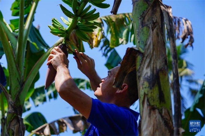 12月23日，中國熱帶農業(yè)科學院專家趙增賢在斯里蘭卡馬坎杜拉為當地農戶做技術示范。新華社記者 陳冬書 攝