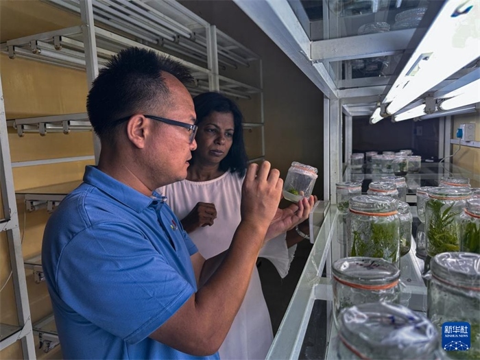 12月23日，在斯里蘭卡馬坎杜拉，中國專家與斯里蘭卡馬坎杜拉可持續(xù)農業(yè)與發(fā)展研究中心主任達莎妮·賈亞曼納交流。新華社發(fā)（中國、聯合國糧農組織與斯里蘭卡南南合作項目專家組供圖）