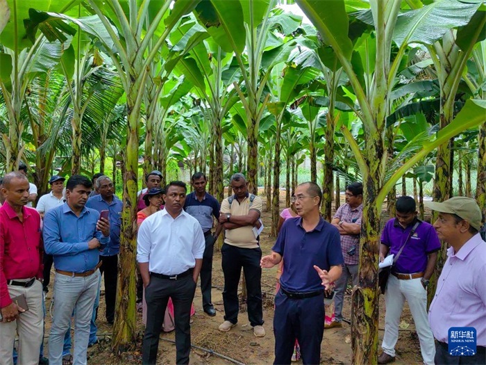 10月10日，在斯里蘭卡霍勒訥的一處香蕉示范基地，中國、聯合國糧農組織與斯里蘭卡南南合作項目中國專家組組長孫德權為當地農民進行技術培訓。新華社發(fā)（中國、聯合國糧農組織與斯里蘭卡南南合作項目專家組供圖）