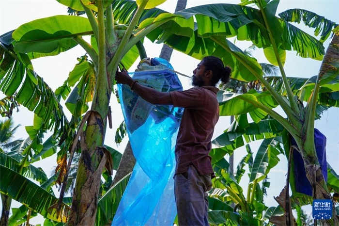 12月23日，在斯里蘭卡馬坎杜拉，農民在香蕉試驗田里學習套袋技術。新華社記者 陳冬書 攝