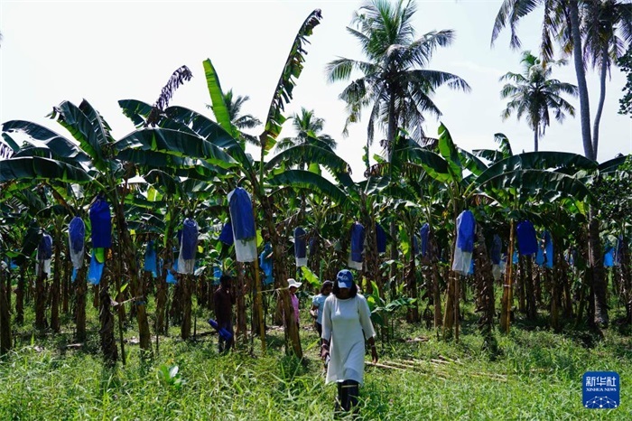 12月23日，在斯里蘭卡馬坎杜拉，農民走過中國技術試驗田香蕉田。新華社記者 陳冬書 攝