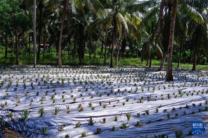 這是12月23日在斯里蘭卡馬坎杜拉拍攝的農民里尚·普爾納的菠蘿田。新華社記者 陳冬書 攝