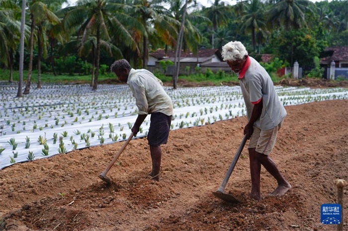 12月23日，斯里蘭卡馬坎杜拉的農民在菠蘿田地里勞作。新華社記者 陳冬書 攝