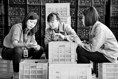 為拓展柿子產(chǎn)業(yè)發(fā)展新途徑，在陜西富平淡村鎮(zhèn)，歸國留學生王薇參與創(chuàng)建了一座柿酒酒莊。新華社發(fā)