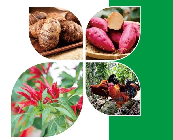 天等縣名特優(yōu)農(nóng)產(chǎn)品。主辦方供圖