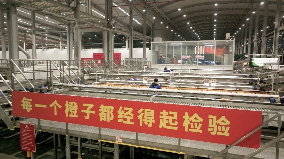 工人在智能生產(chǎn)線上對(duì)臍橙精深加工。人民網(wǎng)記者 張力洋攝