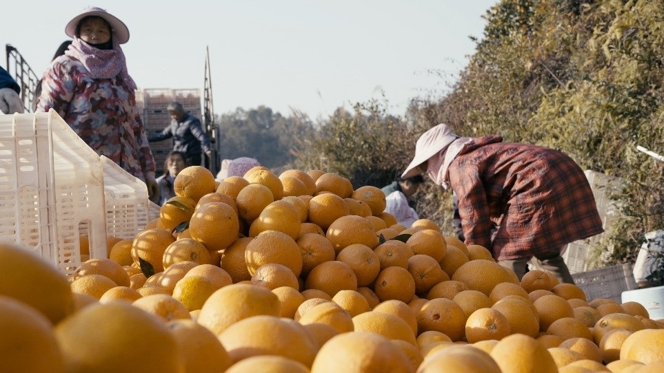 贛南臍橙喜獲豐收。人民網(wǎng)記者 張力洋攝