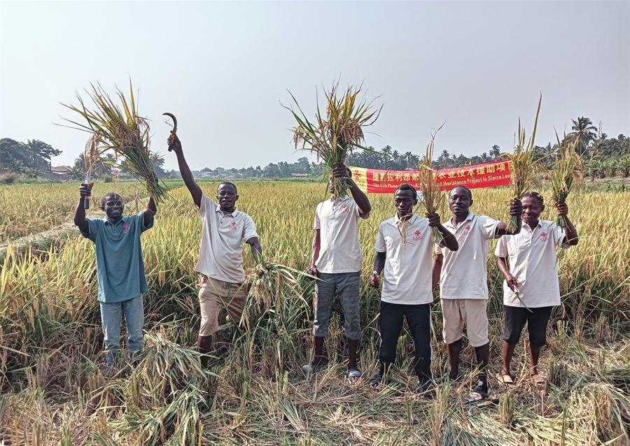 當(dāng)?shù)卮迕裾故窘衲甑乃痉N植成果。中國(guó)援塞農(nóng)業(yè)專家組供圖