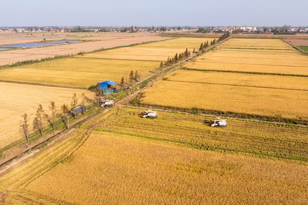 2024年11月1日，在湖南華容縣團洲垸，村民駕駛收割機收獲水稻（無人機照片）。新華社記者陳思汗 攝