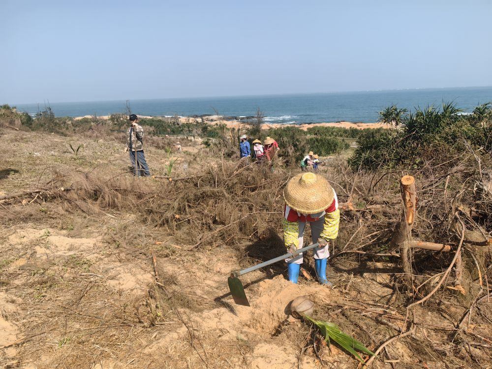 2025年1月19日，在海南文昌市，工人正在修復(fù)海岸防風(fēng)林。新華社記者吳茂輝 攝