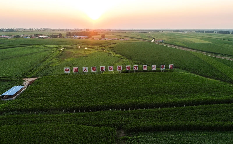 2020年7月23日拍攝的吉林省梨樹縣國家百萬畝綠色食品原料（玉米）標(biāo)準(zhǔn)化生產(chǎn)基地核心示范區(qū)（無人機(jī)照片）。新華社記者 許暢 攝