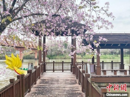 3月7日，廣州海珠國(guó)家濕地公園宮粉紫荊花海吸引游人。中新社記者 許青青 攝