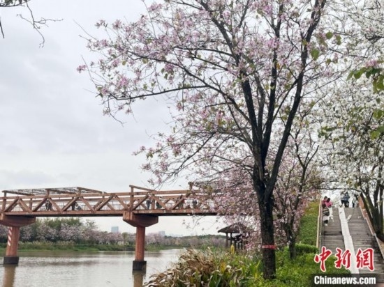 3月7日，廣州海珠國(guó)家濕地公園宮粉紫荊花海吸引游人。中新社記者 許青青 攝