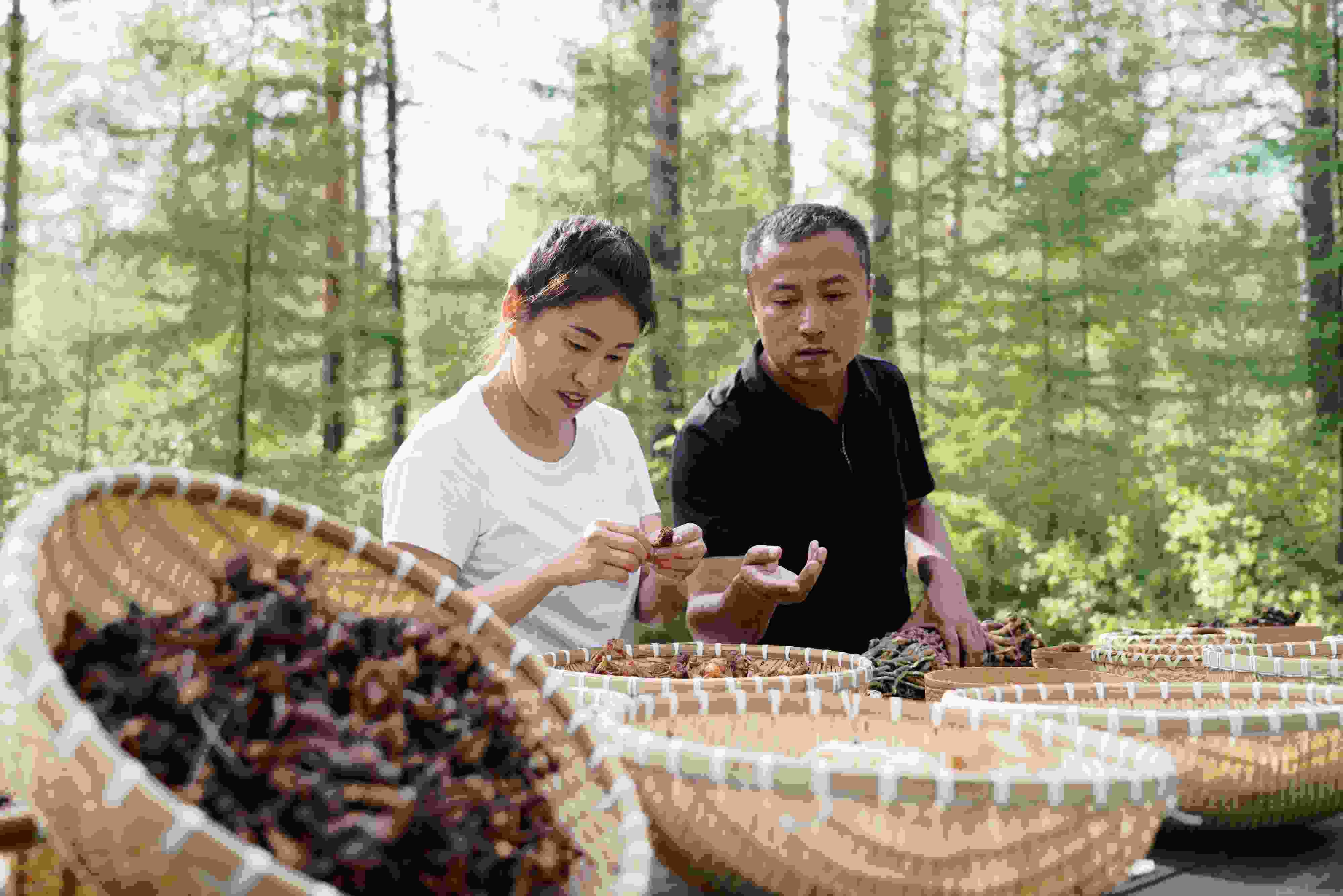2024年8月6日，黑龍江漠河林場員工正在分揀采集來的林下產(chǎn)品。