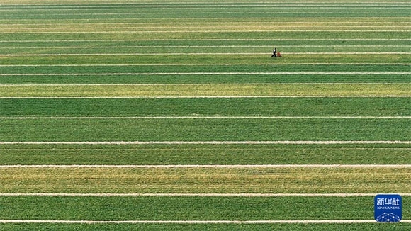 3月14日，在菏澤市鄆城縣潘渡鎮(zhèn)，農(nóng)民在麥田里施肥（無人機(jī)照片）。