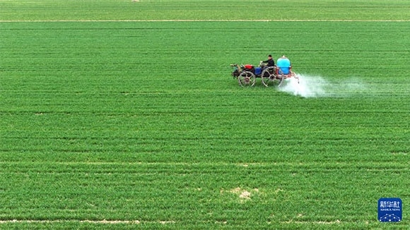 3月14日，在菏澤市鄆城縣郭屯鎮(zhèn)，農(nóng)民在麥田里噴灑除草劑（無人機(jī)照片）。