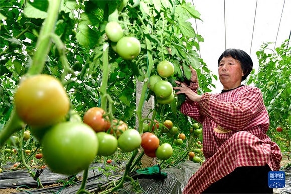 3月13日，在菏澤市鄆城縣張營街道，農(nóng)民在設(shè)施大棚里打理西紅柿。