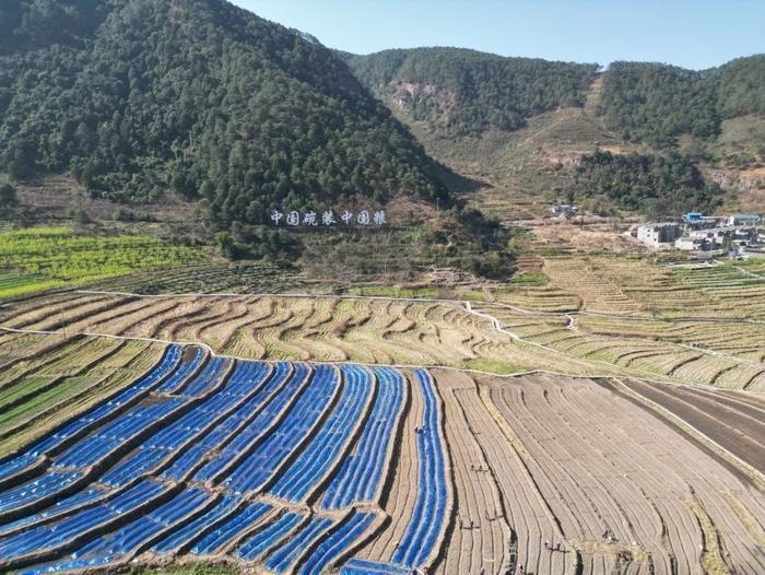 △近日，四川涼山一現(xiàn)代農(nóng)業(yè)園春耕育秧?yè)屴r(nóng)時(shí)。