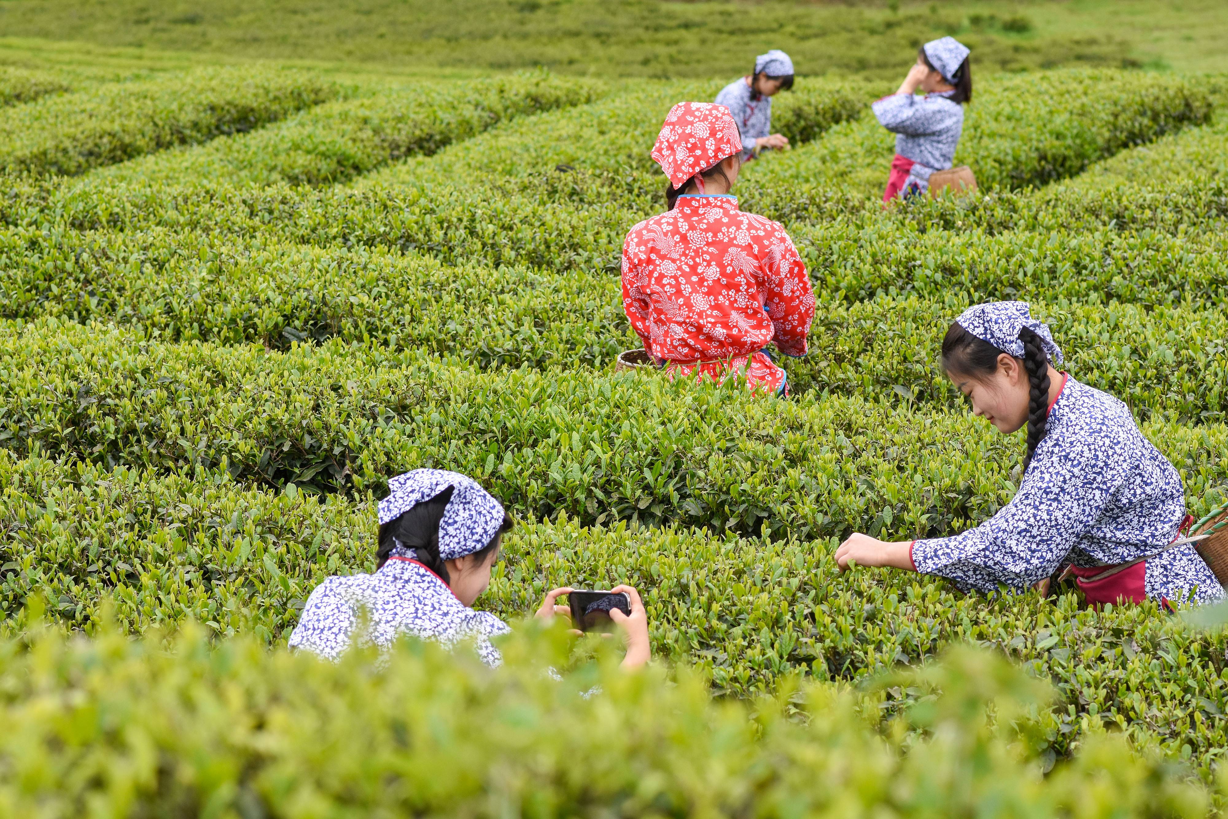 2023年4月6日，游客在貴州省銅仁市江口縣怒溪鎮(zhèn)駱象村生態(tài)茶園體驗(yàn)采茶樂趣。