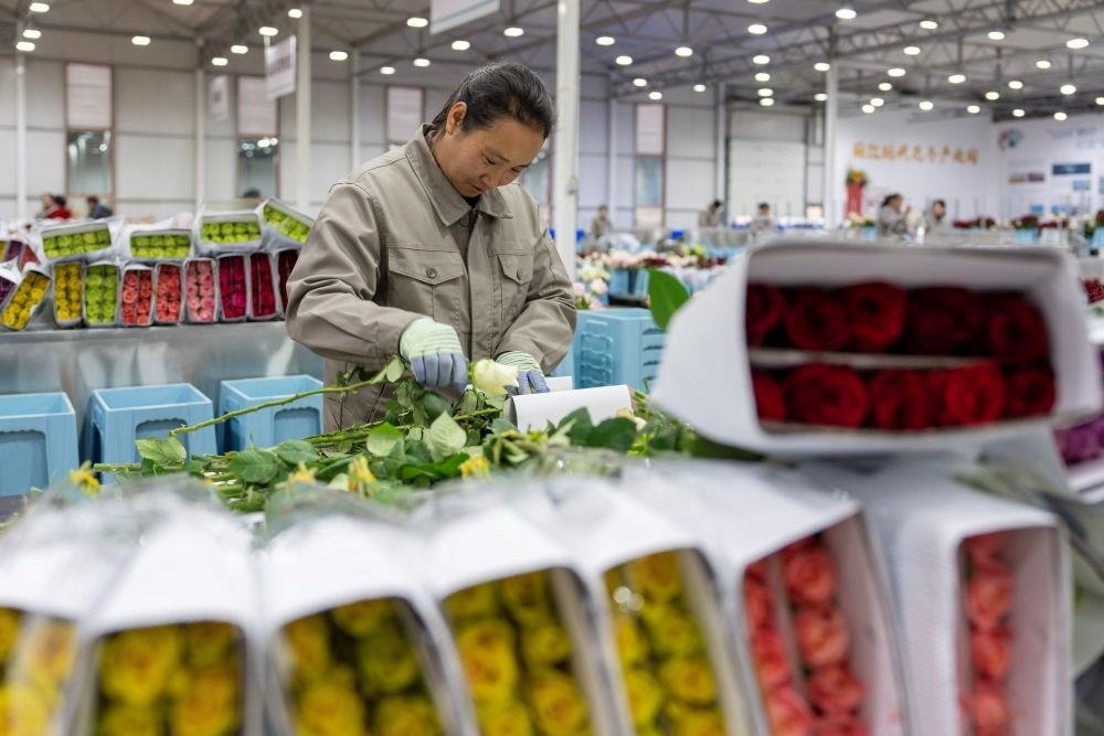 △近日，工作人員在云南麗江現(xiàn)代花卉產(chǎn)業(yè)園包裝鮮花。