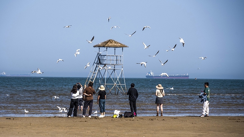 2024年5月12日，河北秦皇島，北戴河鴿子窩公園成群海鷗在天空中自由翱翔，與大海、藍(lán)天構(gòu)成了一幅美麗的畫卷。